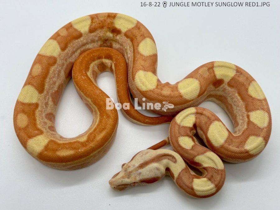 JUNGLE MOTLEY SUNGLOW RED